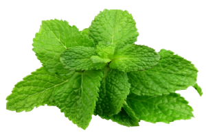 hortela-removebg-preview